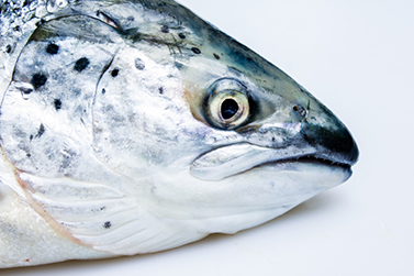 Fish Allergy