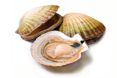 Shellfish Allergy