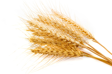 Wheat Allergy